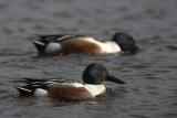 Northern Shoveler