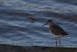 Wood Sandpiper