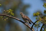 Fieldfare, Turdus pilaris