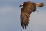 Osprey, Pandion haliaetus