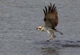 Osprey, Pandion haliaetus