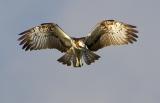 Osprey, Pandion haliaetus