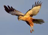 Western Marsh Harrier, Circus aeruginosus