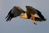 Western Marsh Harrier, Circus aeruginosus
