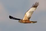 Western Marsh Harrier, Circus aeruginosus