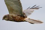 Western Marsh Harrier, Circus aeruginosus