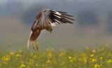 Western Marsh Harrier, Circus aeruginosus