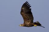 White-tailed Eagle, Haliaeetus albicilla