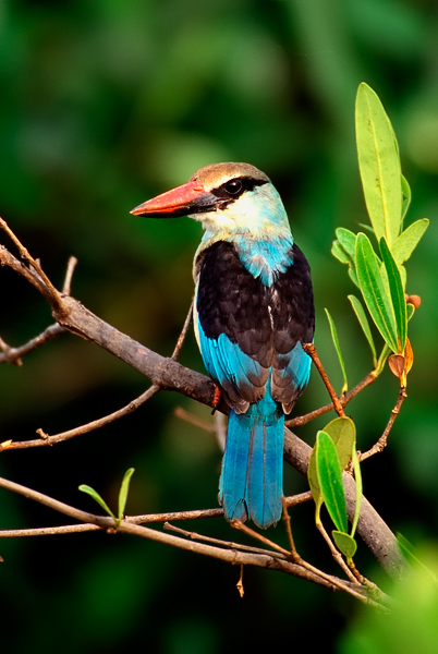 Bluebreasted kingfisher