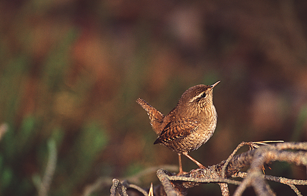 Winter Wren