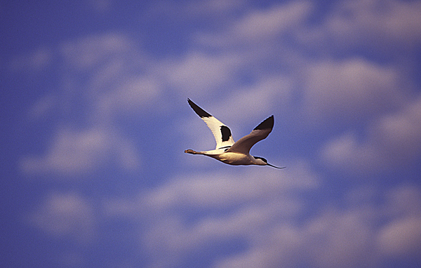 Pied Avocet, Recurvirostra avosetta