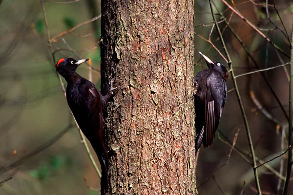 Black Woodpecker, Dryocopus martius