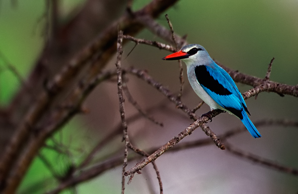 Woodland Kingfisher