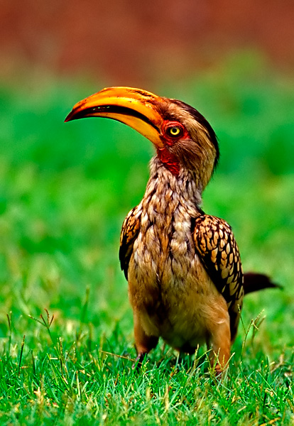 Yellow Hornbill