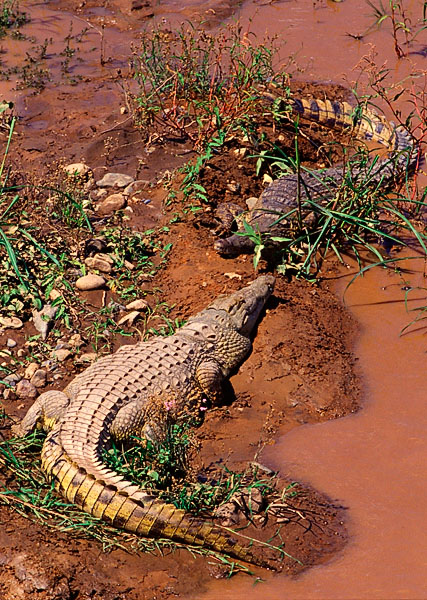 Nile Crocodile