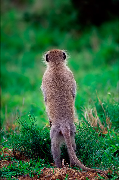 Vervet monkey, Black-faced vervet monkey, Cercopithecus (aethiops).