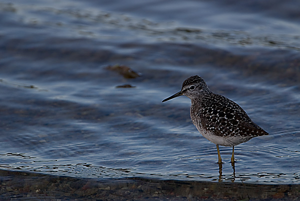 Wood Sandpiper