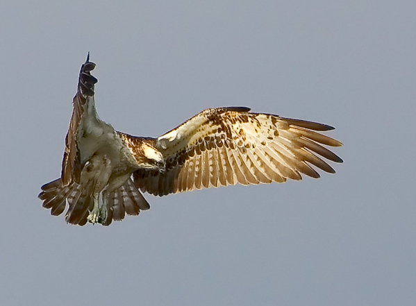 Osprey, Pandion haliaetus