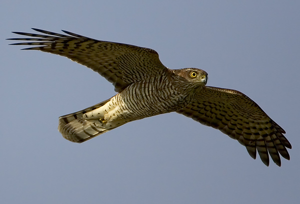 Eurasian Sparrowhawk, Accipiter nisus