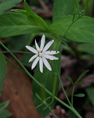 les petit fleurs