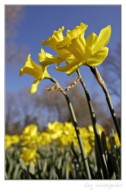 Wild daffodils II