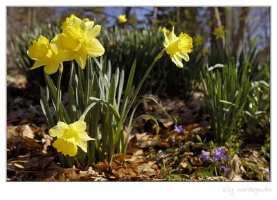Wild daffodils I