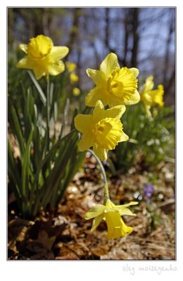 Wild daffodils VI