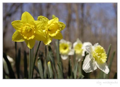 Wild daffodils VII