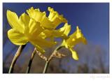 Wild daffodils V