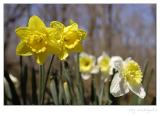 Wild daffodils VII
