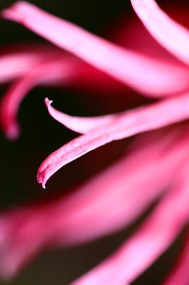 pink.jpg