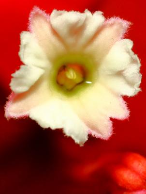 tiny-flower.jpg