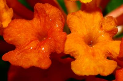 tiny-flowers.jpg