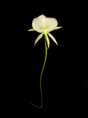 Angraecum longiscott 'Lea' AM/AOS