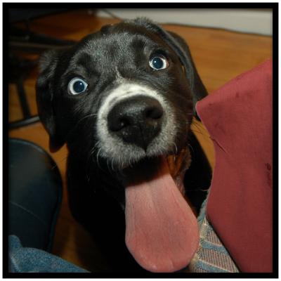 Big Tongue Lucky DSC_7948.jpg