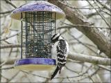 Female Downy Woodpecker<br>MotorCityJim