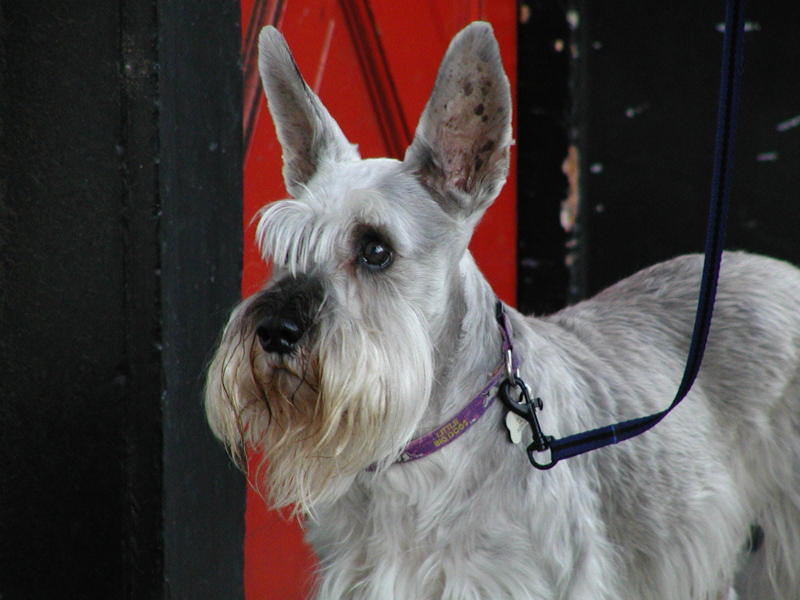<b>Dog</b><br>by:Wendy Blank