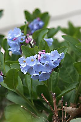 bluebells.jpg