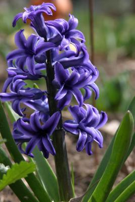 hyacinth_purple.jpg