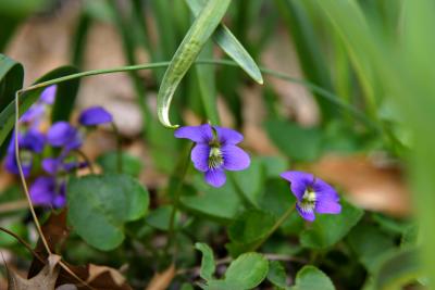 violet-velvia.jpg