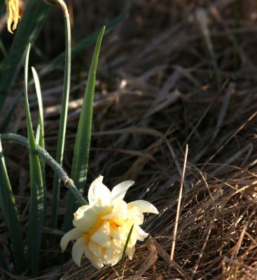 u15/patcarter/medium/41990695.sunworship.jpg