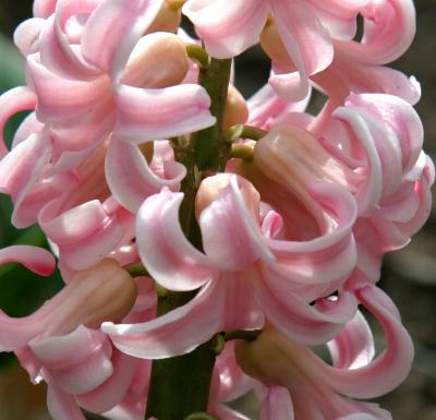 u15/patcarter/medium/42000643.pink_hyacinth.jpg