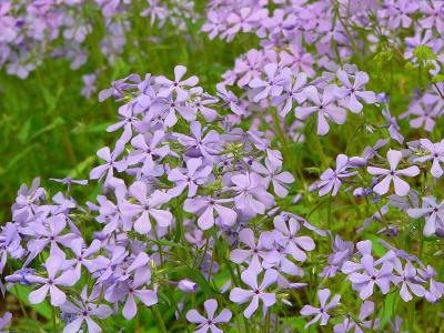 Blue Phlox, Winkler Preserve