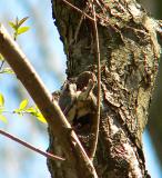 Carolina Chickadees investigating nest hole