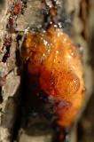 DSCF0969.jpg
