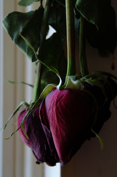 DSCF0958.jpg