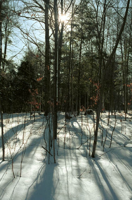 trees.jpg