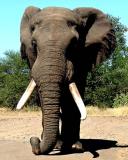 Elephant KNP