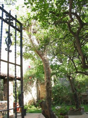 Jardin de Rasha, pamplemouses, oranges, cactus...