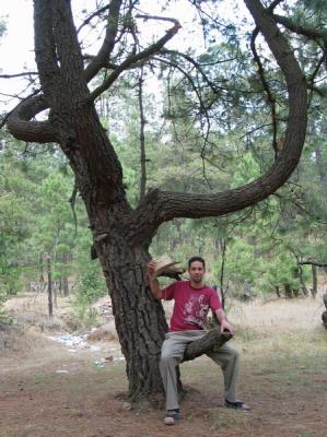Arbre rodo